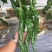 陕西自家种植珑椒条形好硬度好耐运输储存按需求分拣装袋