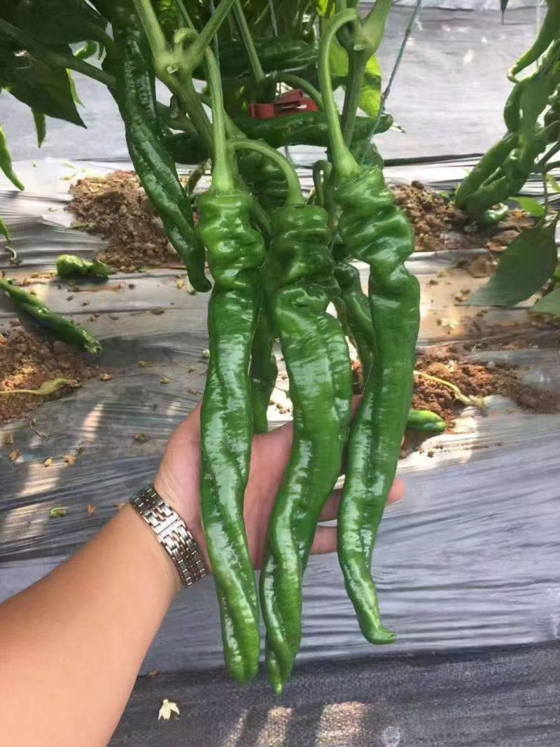 陕西自家种植珑椒条形好硬度好耐运输储存按需求分拣装袋