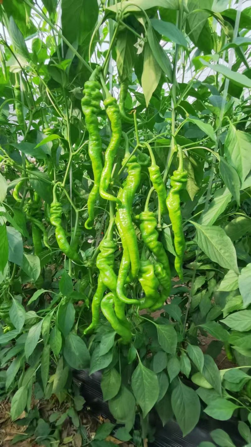 陕西自家种植珑椒条形好硬度好耐运输储存按需求分拣装袋