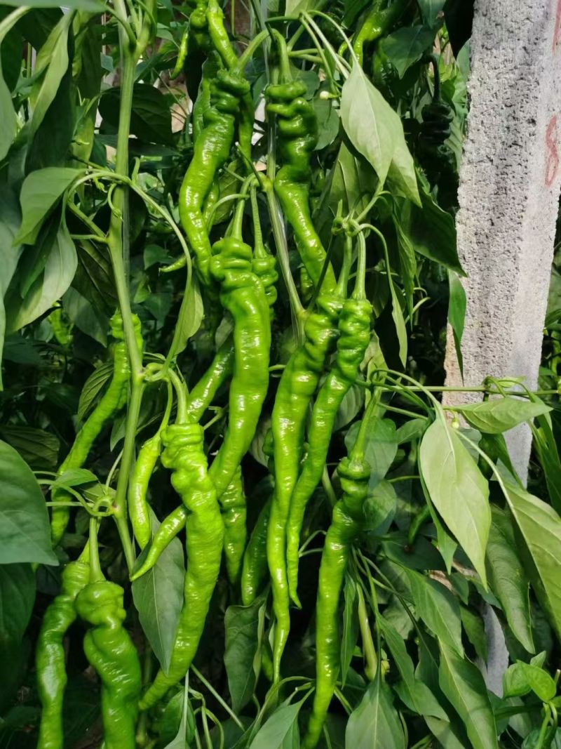 陕西自家种植珑椒条形好硬度好耐运输储存按需求分拣装袋