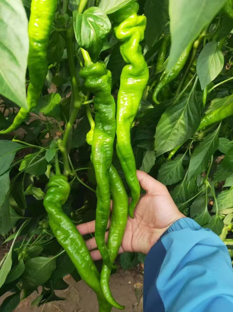 陕西自家种植珑椒条形好硬度好耐运输储存按需求分拣装袋