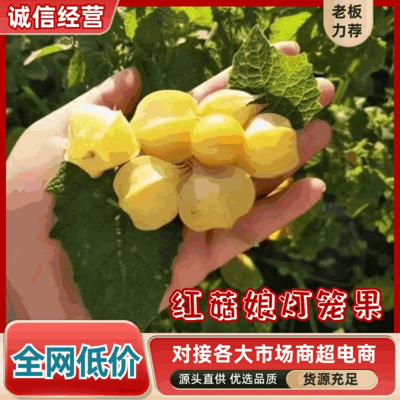 东北甜姑茑果新鲜灯笼果黄姑娘果大量供应品质优可视频看货