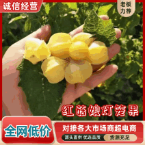 东北特产甜菇娘，菇莺灯笼果，黄姑娘，七月底上市，可以代收