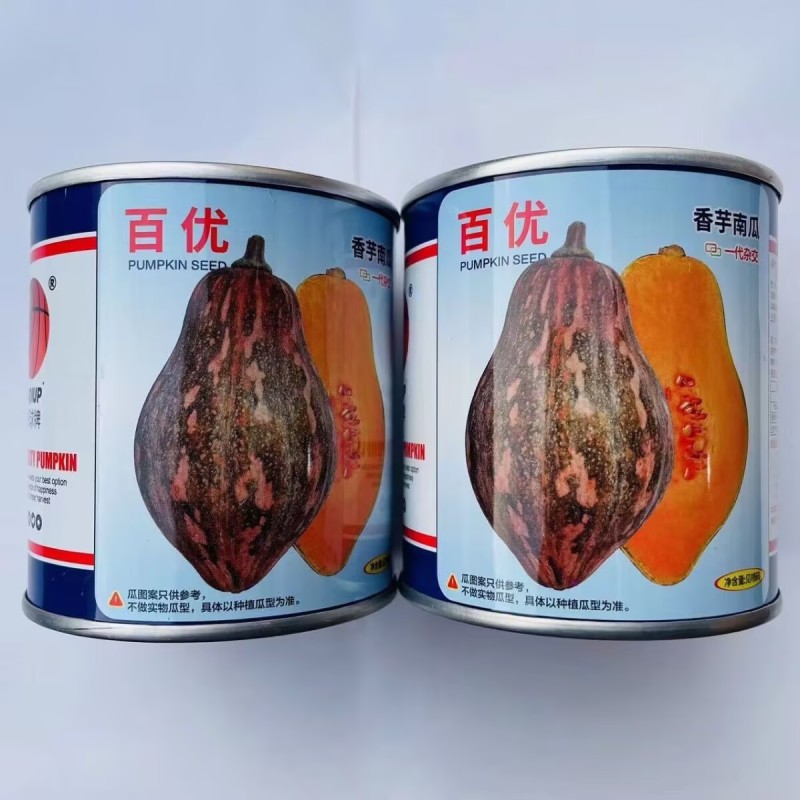 百优香芋南瓜种子广东粉糯香甜浓香味香芋味小蜜本红肉南瓜种