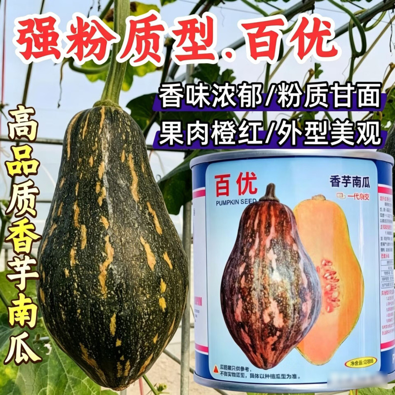 百优香芋南瓜种子广东粉糯香甜浓香味香芋味小蜜本红肉南瓜种