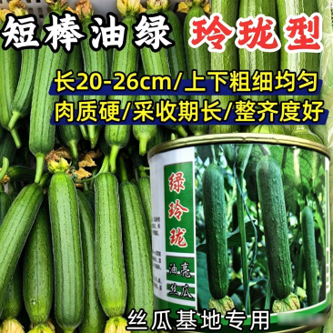 短棒丝瓜种子绿玲珑早熟油绿肉丝瓜耐寒耐热露地短粗香丝瓜种