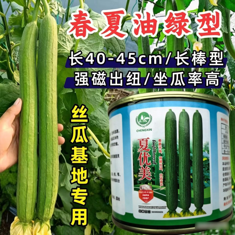夏优美长丝瓜种子强磁长棒耐热肉丝瓜高产顺直翠绿春夏丝瓜种
