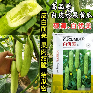 高端白皮黄瓜种子白优美白皮甜脆春秋大棚露地水果白黄瓜种籽