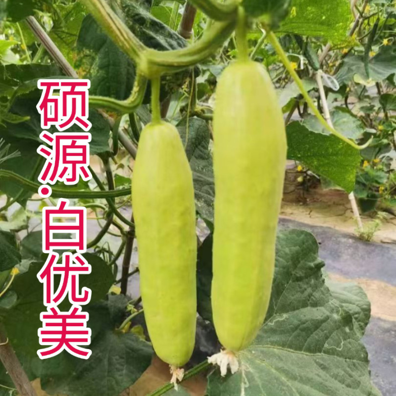 高端白皮黄瓜种子白优美白皮甜脆春秋大棚露地水果白黄瓜种籽