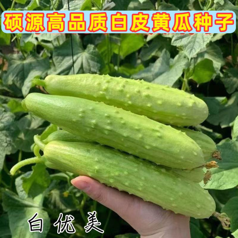 高端白皮黄瓜种子白优美白皮甜脆春秋大棚露地水果白黄瓜种籽