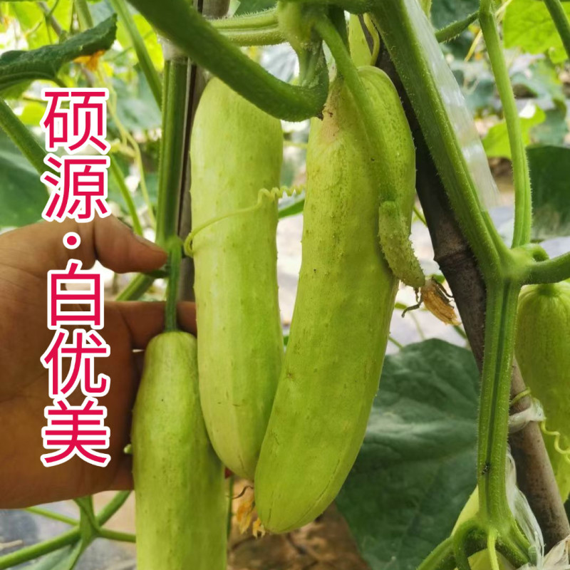 高端白皮黄瓜种子白优美白皮甜脆春秋大棚露地水果白黄瓜种籽
