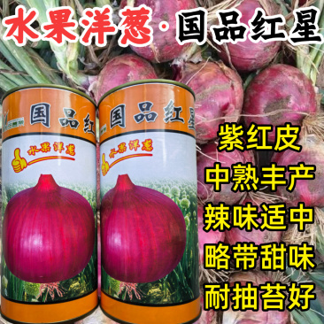 水果洋葱种子国品红星中熟高产厚扁紫红皮耐抽苔甜脆洋葱种子