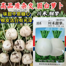 甜萝圆白萝卜种子甜脆早熟白皮白肉秋播70天大白圆萝卜种子