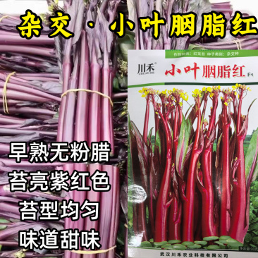 小叶胭脂红种子杂交紫红菜薹苔菜早熟耐寒无粉腊苔菜蔬菜种子