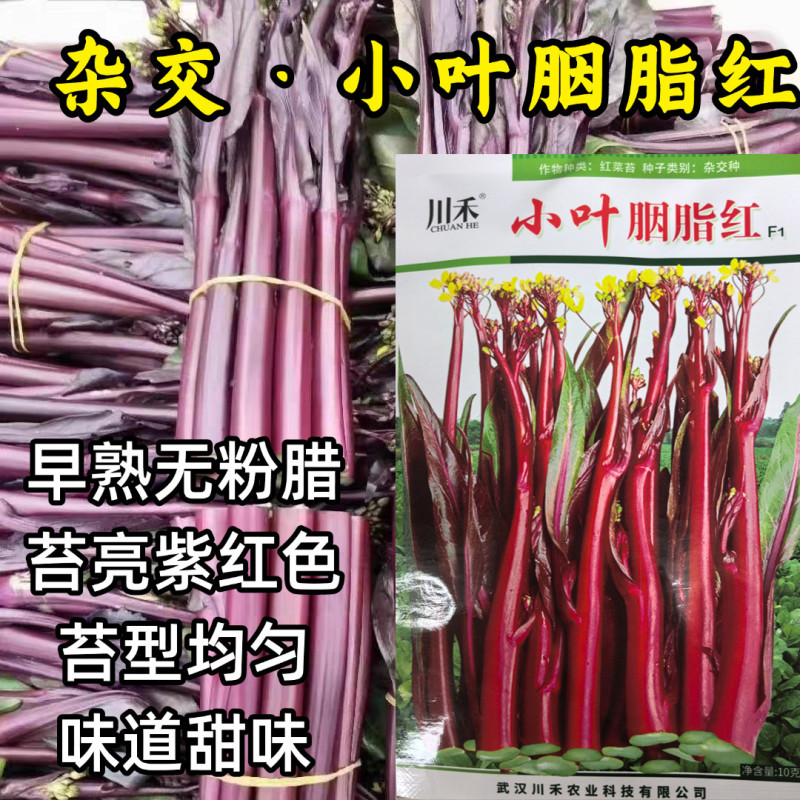 小叶胭脂红种子杂交紫红菜薹苔菜早熟耐寒无粉腊苔菜蔬菜种子