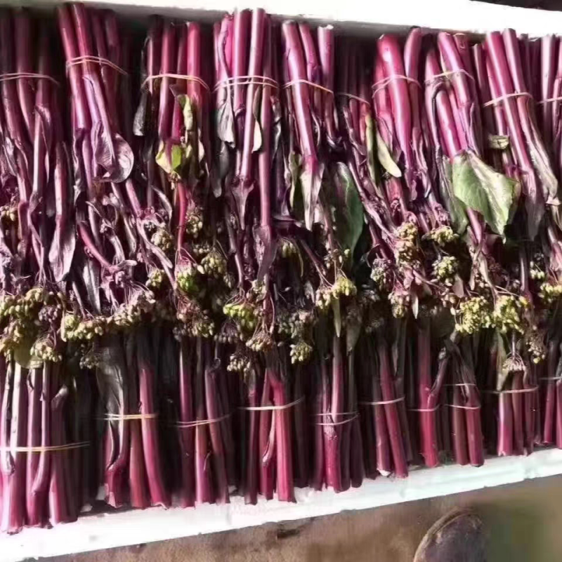 小叶胭脂红种子杂交紫红菜薹苔菜早熟耐寒无粉腊苔菜蔬菜种子