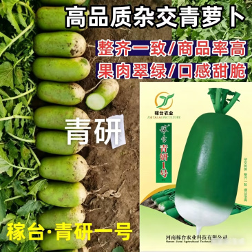 杂交青萝卜种子青妍一号青皮绿肉甜脆高产秋播耐寒白萝卜种子