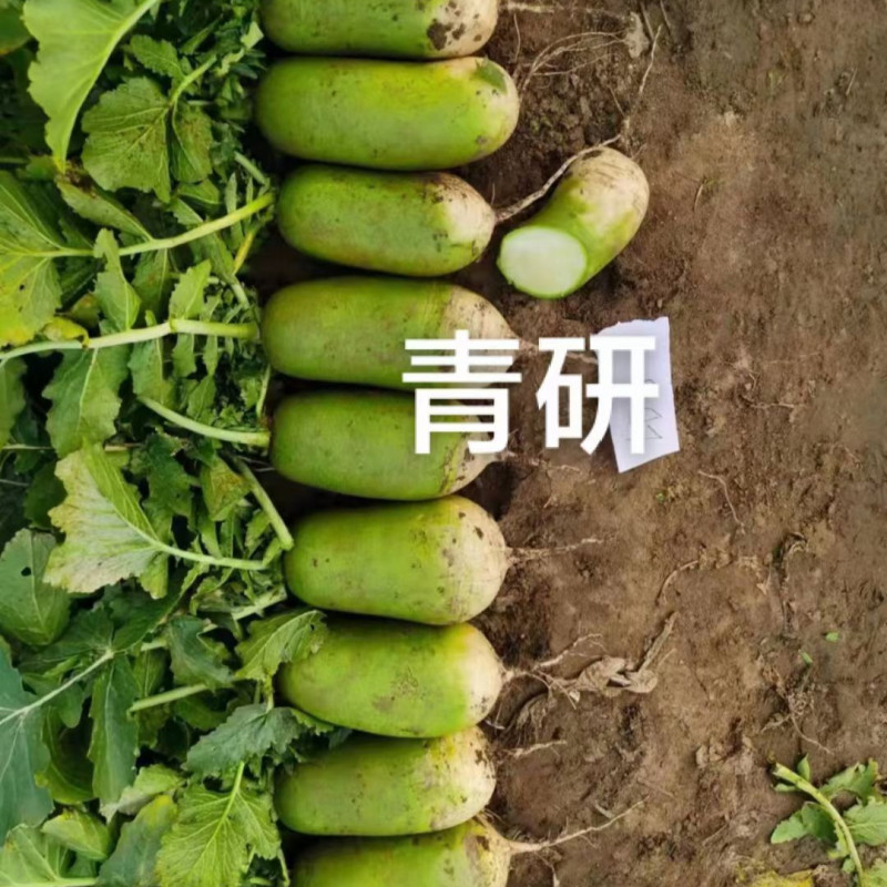 杂交青萝卜种子青妍一号青皮绿肉甜脆高产秋播耐寒白萝卜种子