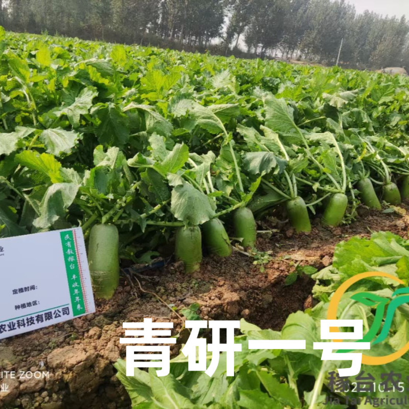 杂交青萝卜种子青妍一号青皮绿肉甜脆高产秋播耐寒白萝卜种子