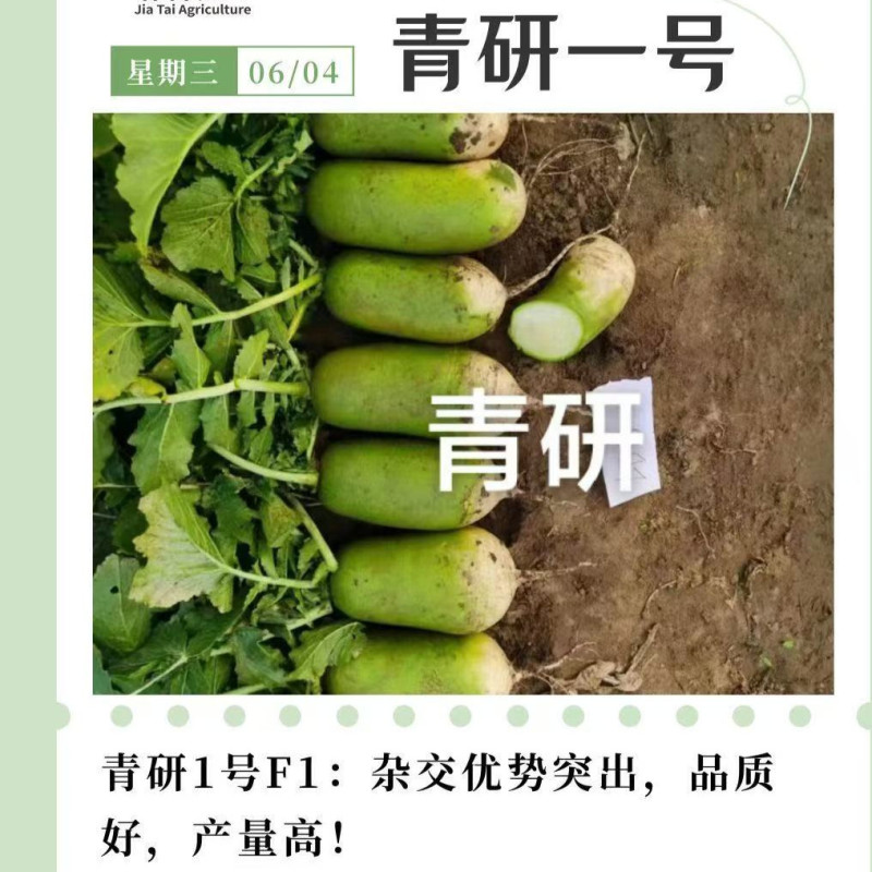 杂交青萝卜种子青妍一号青皮绿肉甜脆高产秋播耐寒白萝卜种子