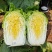泽鸿兴3号黄芯白菜种子耐抽苔春秋55天黄心大白菜蔬菜种子