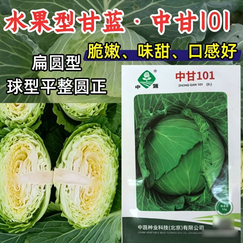 水果甘蓝种子中甘101生吃甜脆扁圆球薄皮黄心甘蓝包菜种子