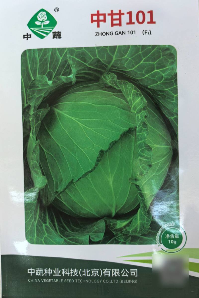 水果甘蓝种子中甘101生吃甜脆扁圆球薄皮黄心甘蓝包菜种子
