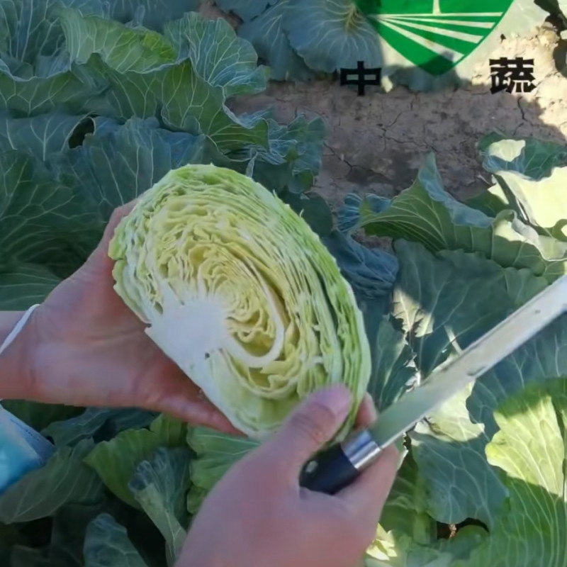 水果甘蓝种子中甘101生吃甜脆扁圆球薄皮黄心甘蓝包菜种子