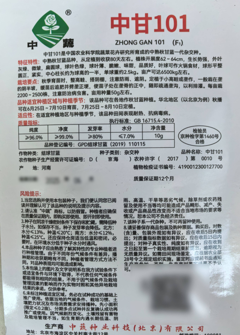 水果甘蓝种子中甘101生吃甜脆扁圆球薄皮黄心甘蓝包菜种子