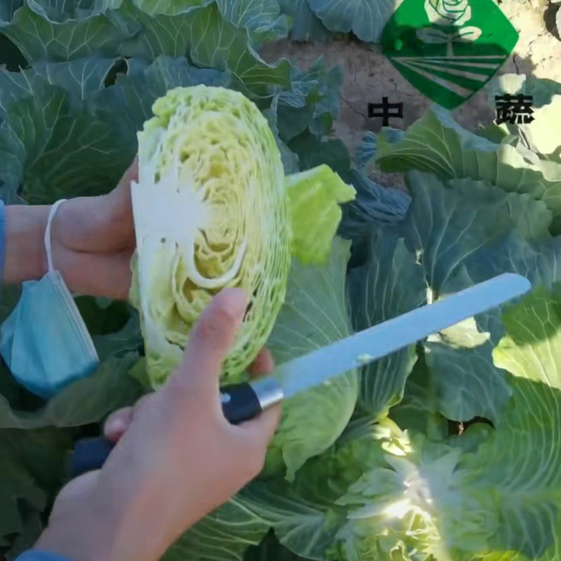 水果甘蓝种子中甘101生吃甜脆扁圆球薄皮黄心甘蓝包菜种子