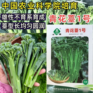青花薹1号西兰苔种子芥兰青花菜西蓝花菜苔芥蓝春秋季蔬菜种
