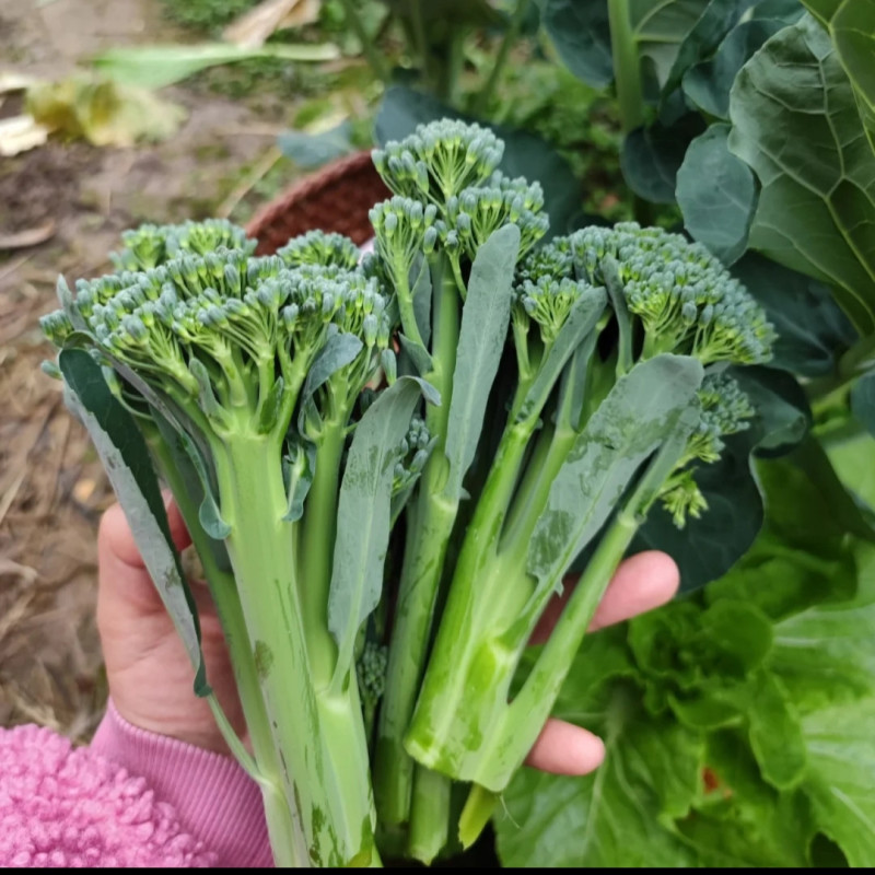青花薹1号西兰苔种子芥兰青花菜西蓝花菜苔芥蓝春秋季蔬菜种