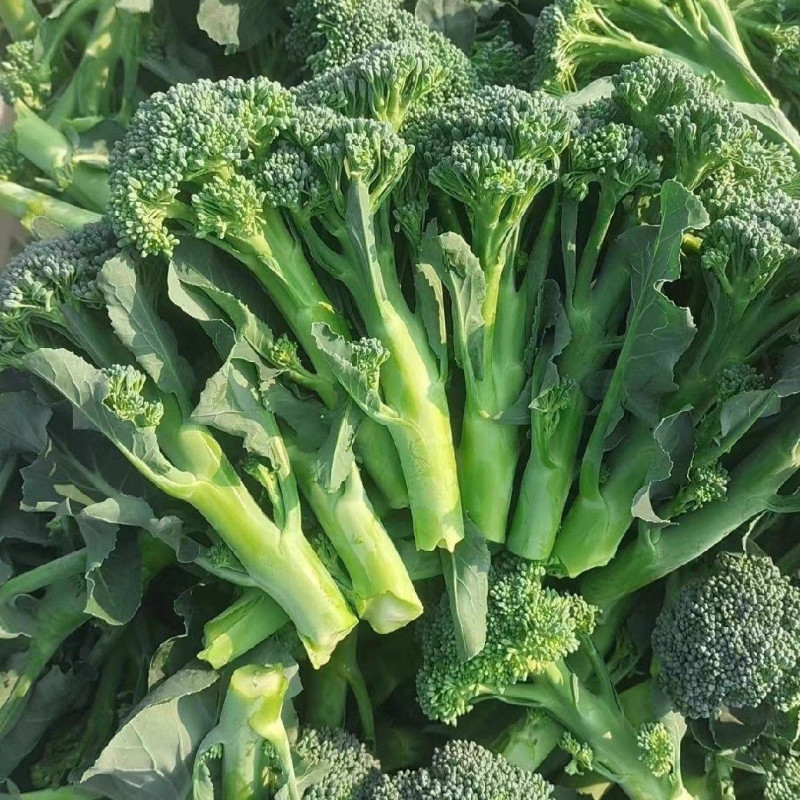 青花薹1号西兰苔种子芥兰青花菜西蓝花菜苔芥蓝春秋季蔬菜种