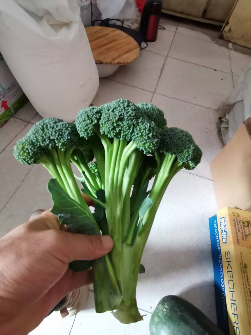 青花薹1号西兰苔种子芥兰青花菜西蓝花菜苔芥蓝春秋季蔬菜种