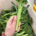 青花薹1号西兰苔种子芥兰青花菜西蓝花菜苔芥蓝春秋季蔬菜种