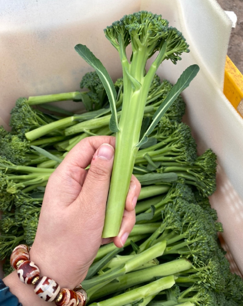 青花薹1号西兰苔种子芥兰青花菜西蓝花菜苔芥蓝春秋季蔬菜种