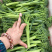青花薹1号西兰苔种子芥兰青花菜西蓝花菜苔芥蓝春秋季蔬菜种