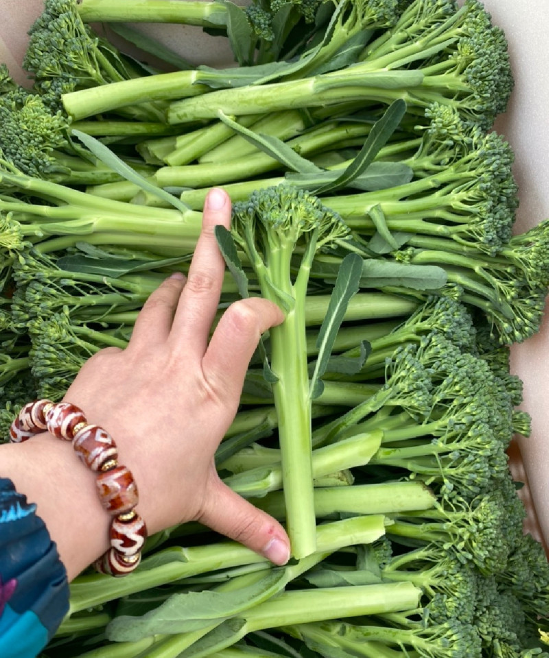 青花薹1号西兰苔种子芥兰青花菜西蓝花菜苔芥蓝春秋季蔬菜种
