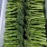 青花薹1号西兰苔种子芥兰青花菜西蓝花菜苔芥蓝春秋季蔬菜种
