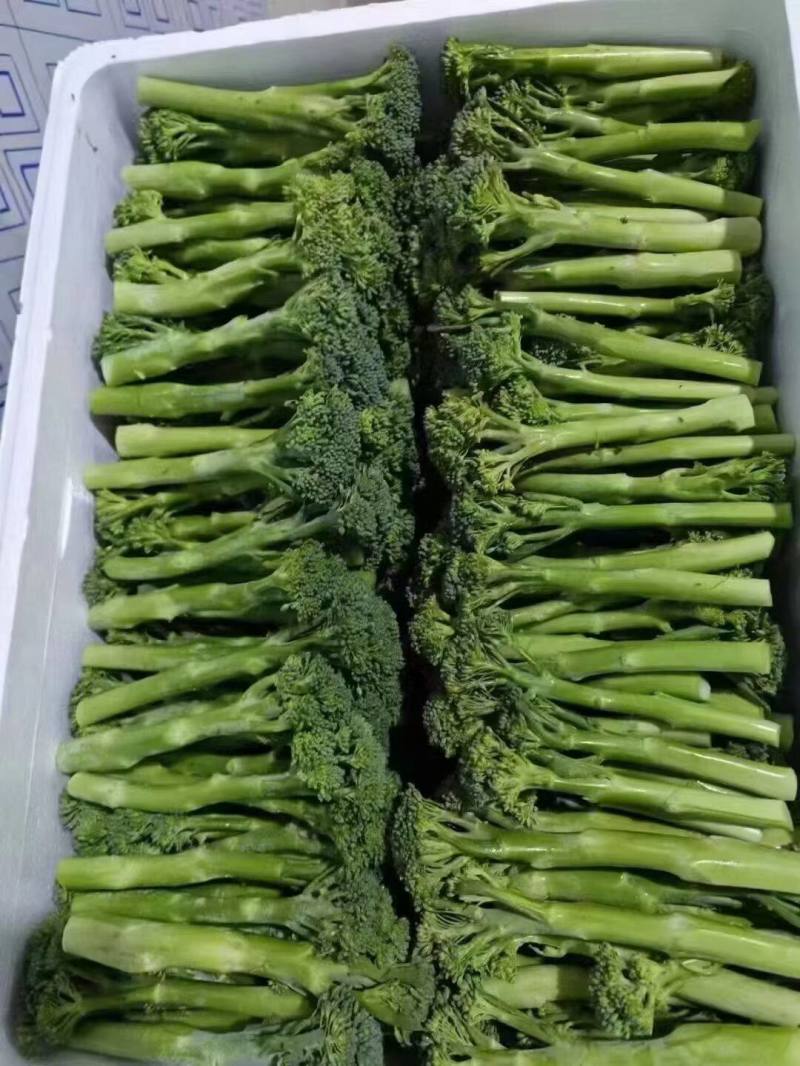 青花薹1号西兰苔种子芥兰青花菜西蓝花菜苔芥蓝春秋季蔬菜种