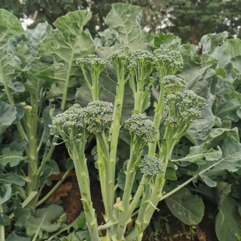青花薹1号西兰苔种子芥兰青花菜西蓝花菜苔芥蓝春秋季蔬菜种