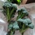 青花薹1号西兰苔种子芥兰青花菜西蓝花菜苔芥蓝春秋季蔬菜种