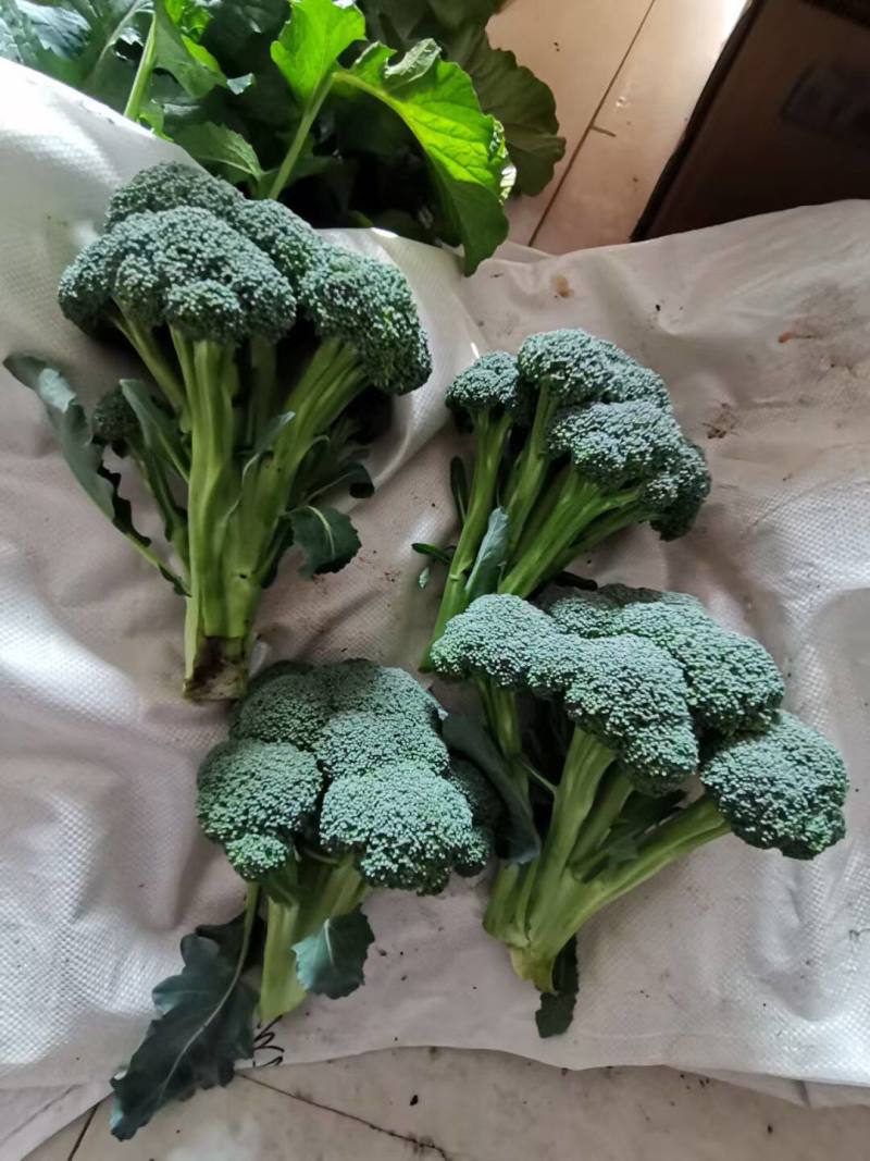 青花薹1号西兰苔种子芥兰青花菜西蓝花菜苔芥蓝春秋季蔬菜种