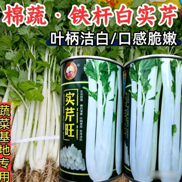 铁杆白实芹菜种子棉蔬实心白芹菜小香芹四川耐热四季西芹种子