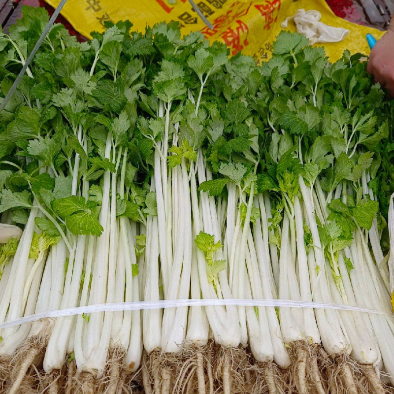 铁杆白实芹菜种子棉蔬实心白芹菜小香芹四川耐热四季西芹种子