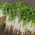 铁杆白实芹菜种子棉蔬实心白芹菜小香芹四川耐热四季西芹种子