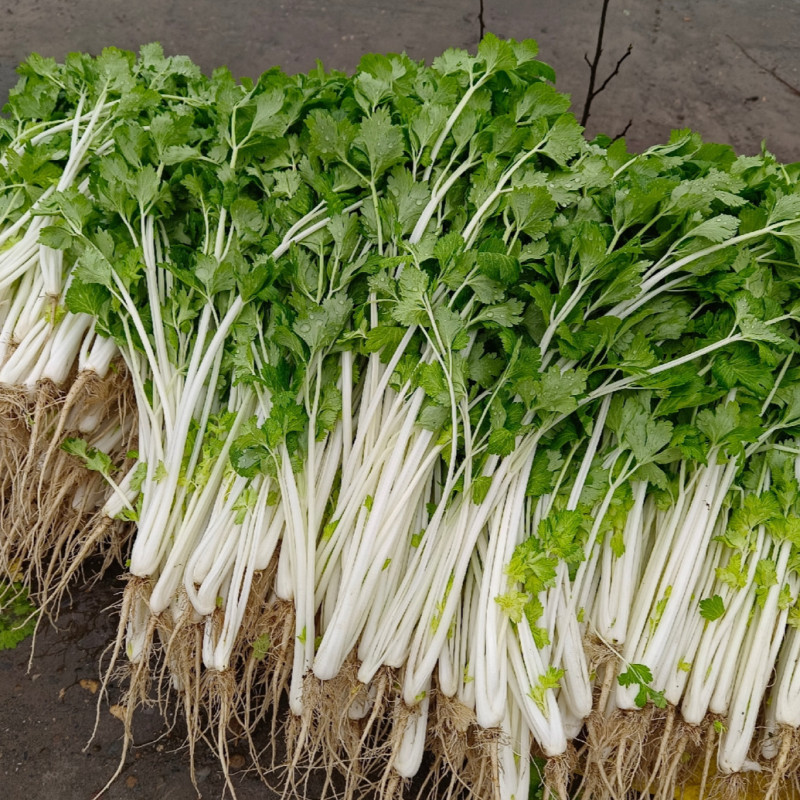 铁杆白实芹菜种子棉蔬实心白芹菜小香芹四川耐热四季西芹种子
