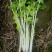 铁杆白实芹菜种子棉蔬实心白芹菜小香芹四川耐热四季西芹种子