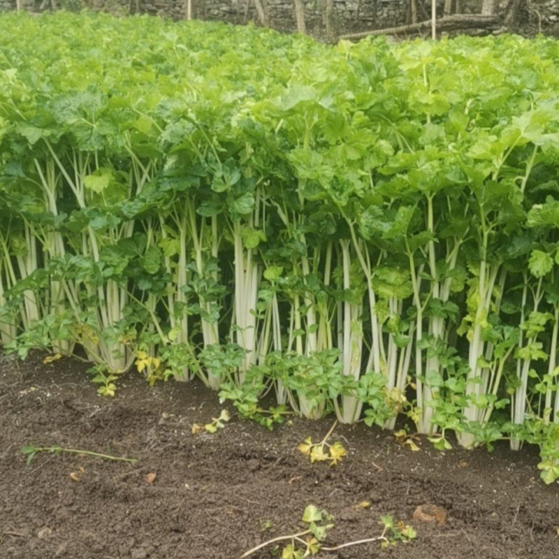 铁杆白实芹菜种子棉蔬实心白芹菜小香芹四川耐热四季西芹种子