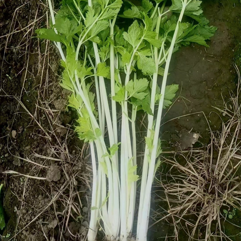 铁杆白实芹菜种子棉蔬实心白芹菜小香芹四川耐热四季西芹种子